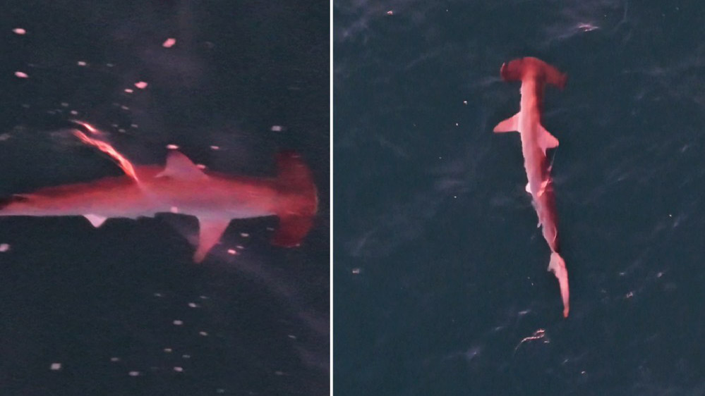 Viralizou: pôr do sol ‘tinge’ tubarão-martelo de rosa e efeito óptico é registrado no mar de Arraial do Cabo