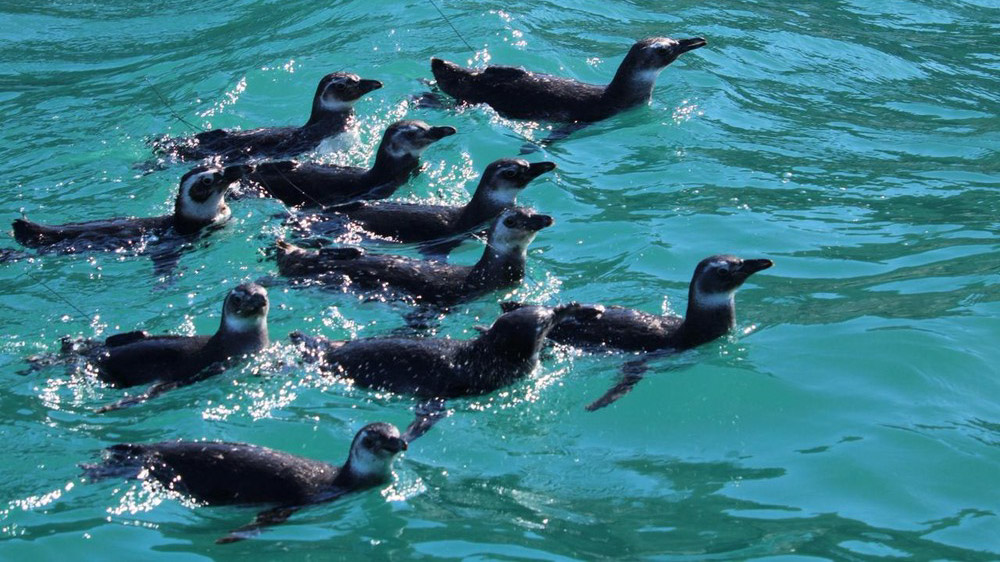 Instituto Albatroz solta 16 pinguins-de-Magalhães reabilitados em Arraial do Cabo