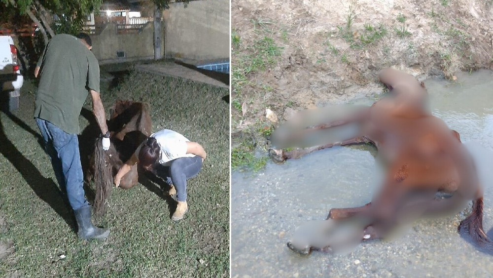 Cavalo é resgatado debilitado de dentro de rio em distrito de Saquarema