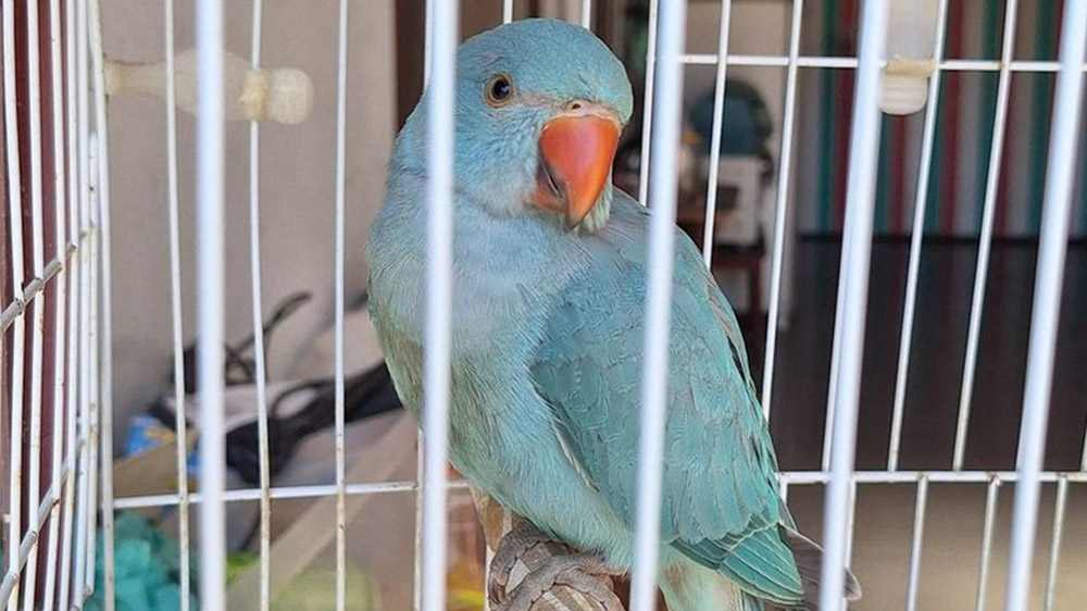 Periquito-indiano ferido é resgatado pela Guarda Ambiental em Cabo Frio