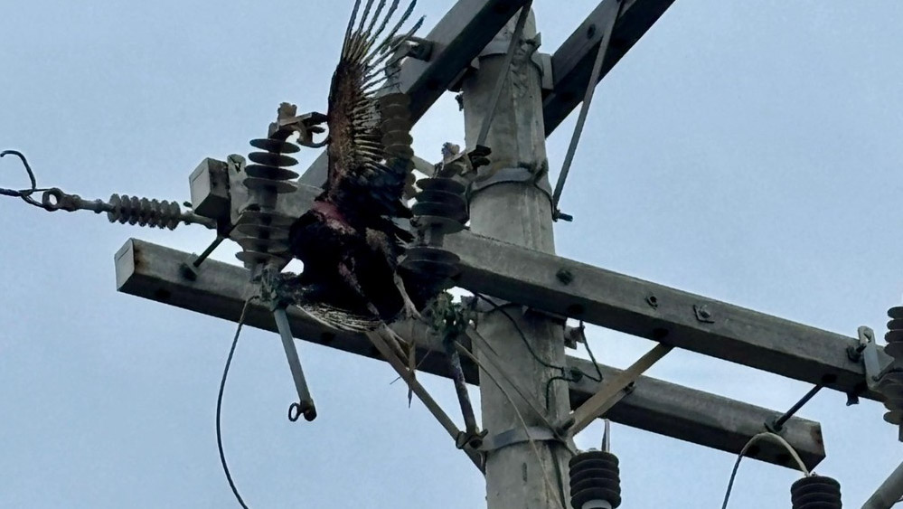 Urubu provoca curto-circuito e Defesa Civil isola área da Prainha, em Arraial do Cabo