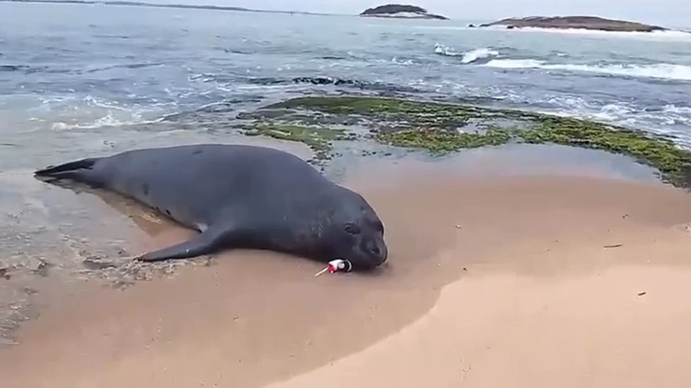 Elefante-marinho com anzol e boias presos mobiliza resgate em Macaé