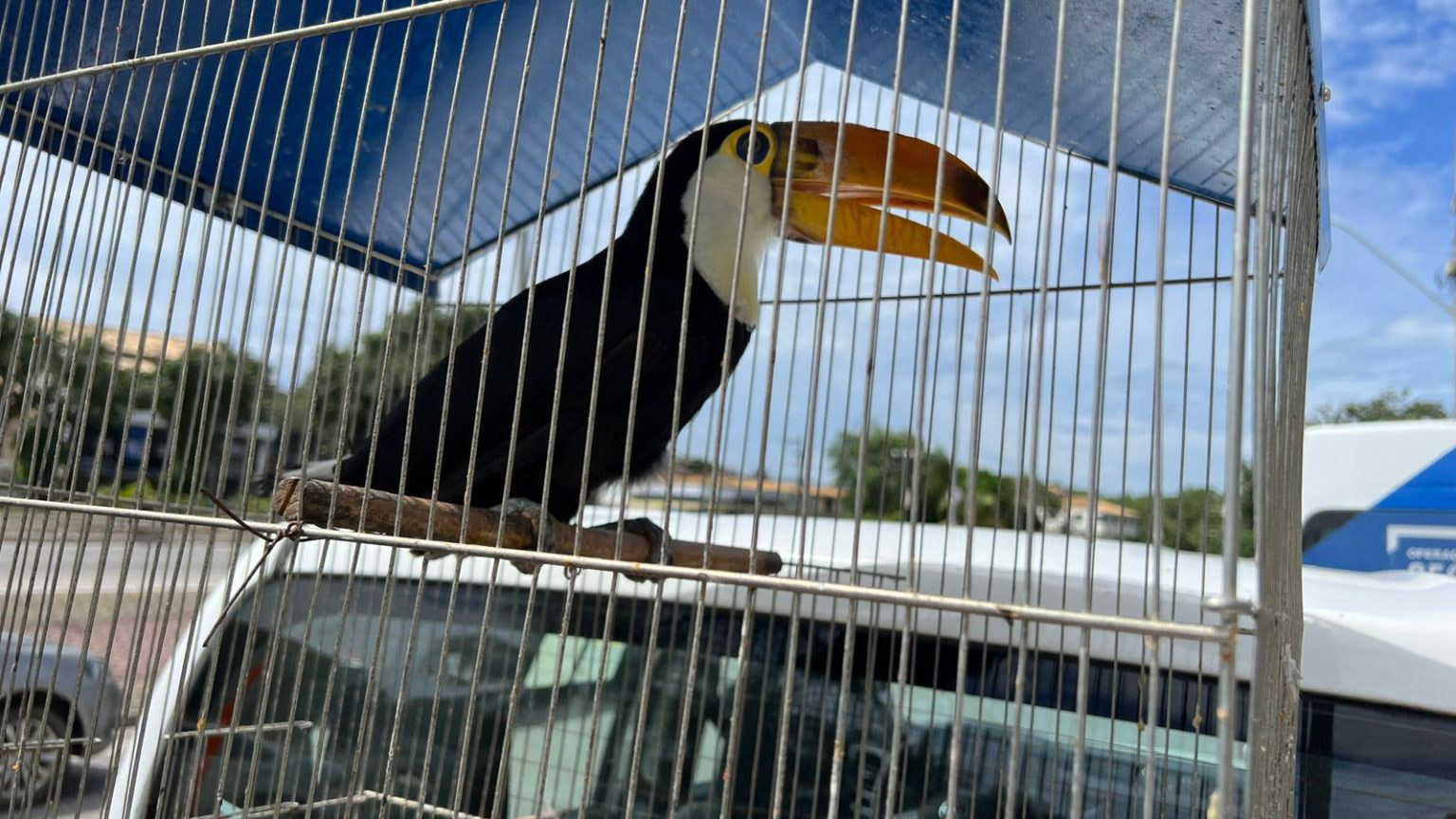 Guarda Ambiental resgata aves silvestres na Região dos Lagos