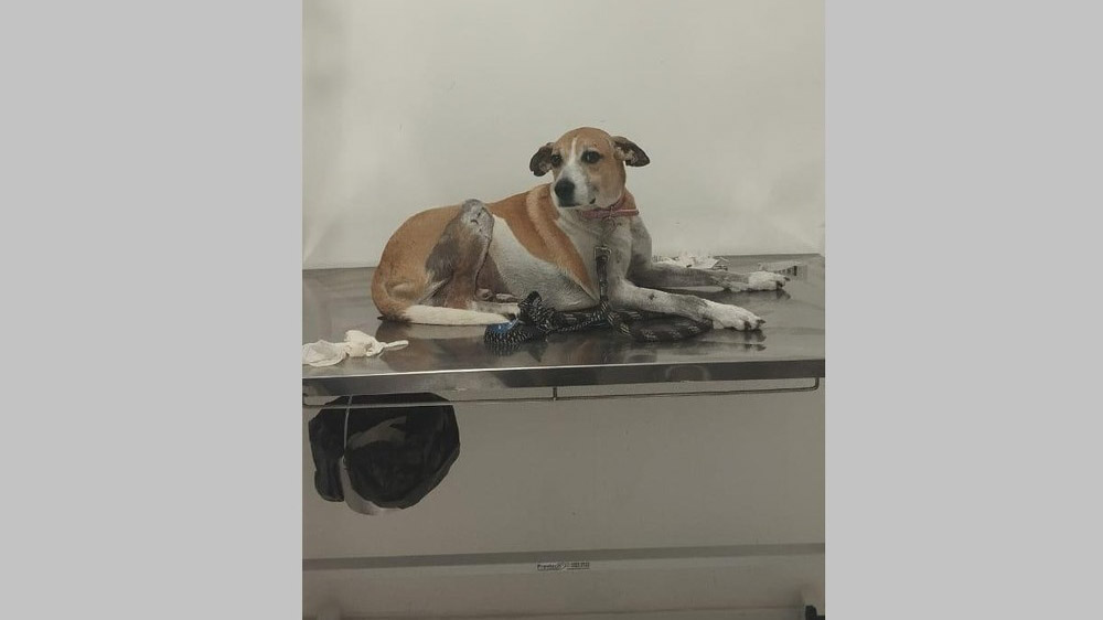 Cachorro comunitário é encontrado morto na Casa de Pedra, em Saquarema