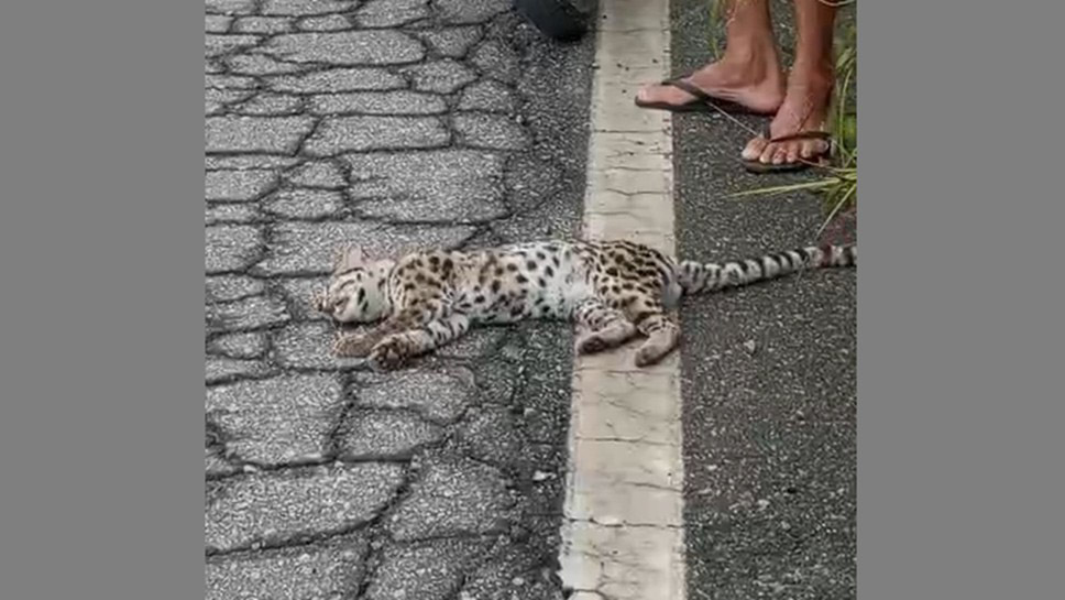 Filhote de jaguatirica morre após ser atropelado em Itaperuna