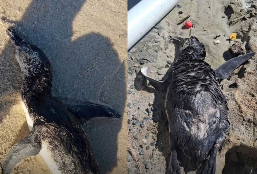 Tristeza na areia dois pinguins aparecem mortos na Região dos Lagos